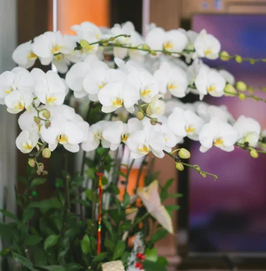 Fleurs accueil bureau
